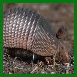 Armadillo Trapping - Old Fort Wildlife Control LLC
