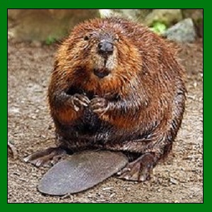 Beaver Trapping and Control
