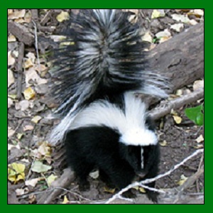 Skunk Trapping